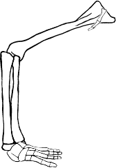 Dem bones dem bones dem – dry bones!