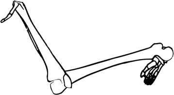 Dem bones dem bones dem – dry bones!