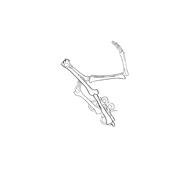 Dem bones dem bones dem – dry bones!