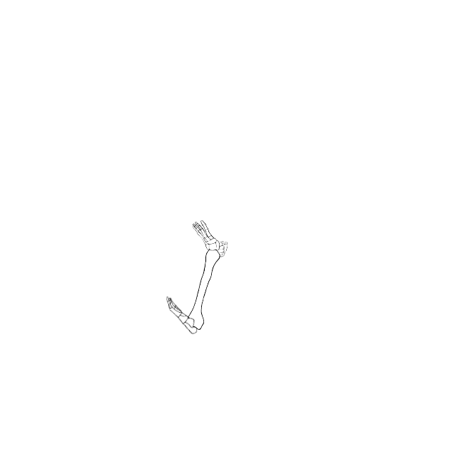 Dem bones dem bones dem – dry bones!