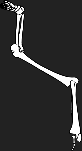 Dem bones dem bones dem – dry bones!