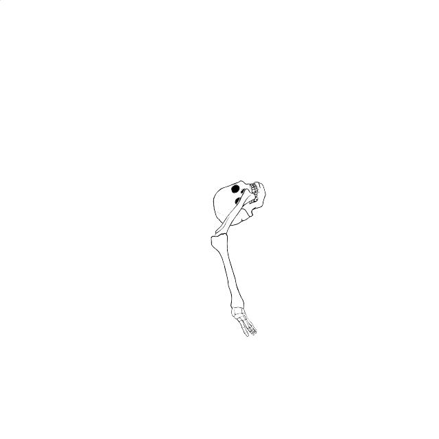 Dem bones dem bones dem – dry bones!