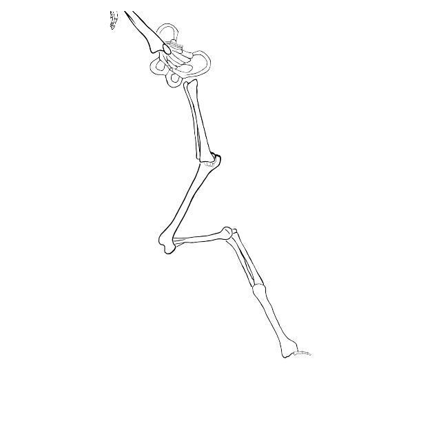 Dem bones dem bones dem – dry bones!
