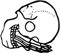 Dem bones dem bones dem – dry bones!