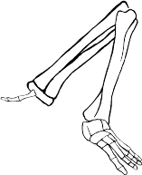 Dem bones dem bones dem – dry bones!