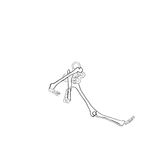 Dem bones dem bones dem – dry bones!
