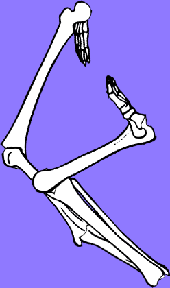 Dem bones dem bones dem – dry bones! Dem bones dem bones dem – extra bones!