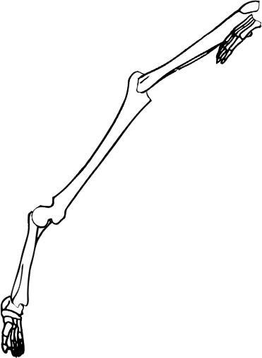 Dem bones dem bones dem – dry bones!