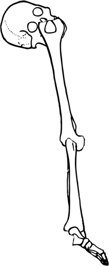Dem bones dem bones dem – dry bones!