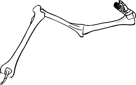 Dem bones dem bones dem – dry bones!