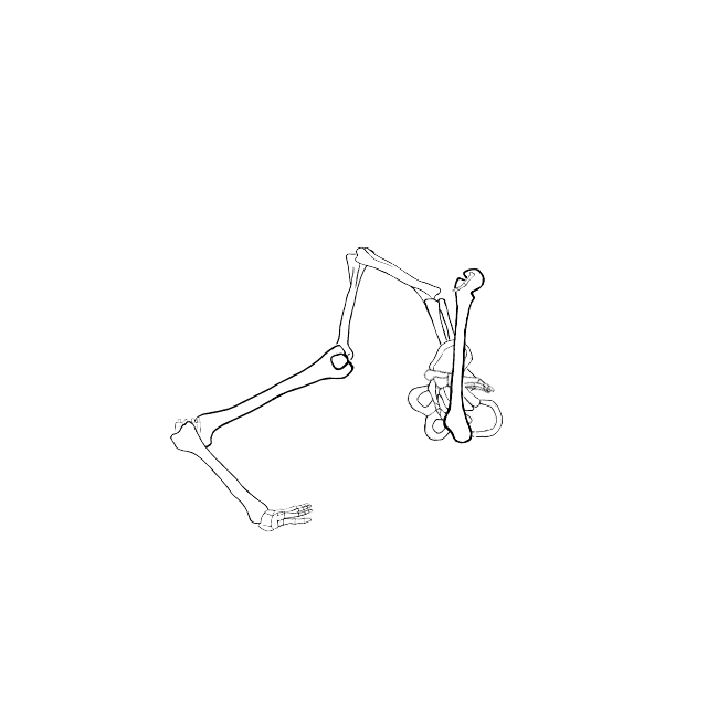 Dem bones dem bones dem – dry bones!