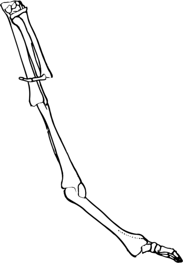 Dem bones dem bones dem – dry bones!