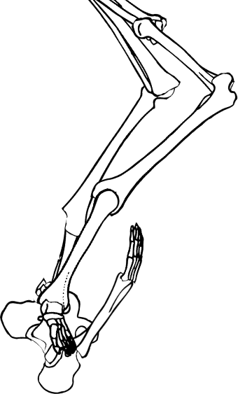 Dem bones dem bones dem – dry bones!
