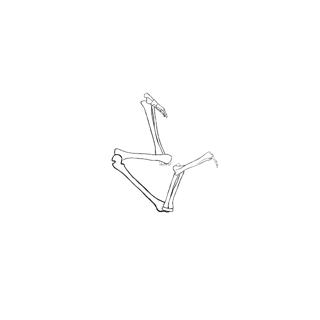 Dem bones dem bones dem – dry bones!