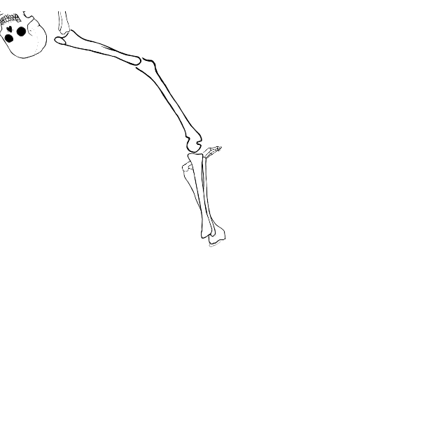 Dem bones dem bones dem – dry bones!