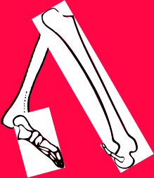 Dem bones dem bones dem – dry bones!