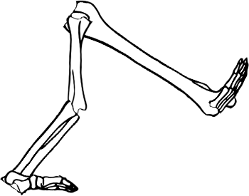 Dem bones dem bones dem – dry bones!