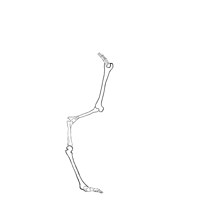 Dem bones dem bones dem – dry bones!