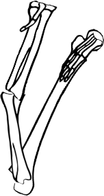 Dem bones dem bones dem – dry bones!