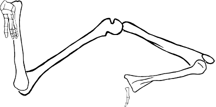 Dem bones dem bones dem – dry bones!
