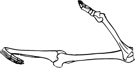 Dem bones dem bones dem – dry bones!