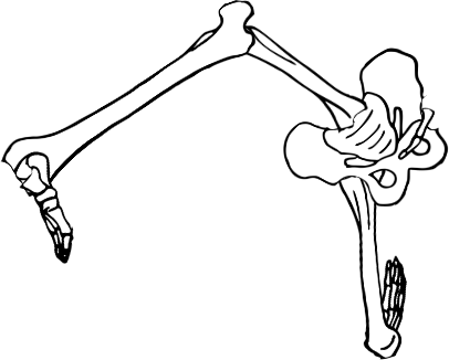 Dem bones dem bones dem – dry bones!