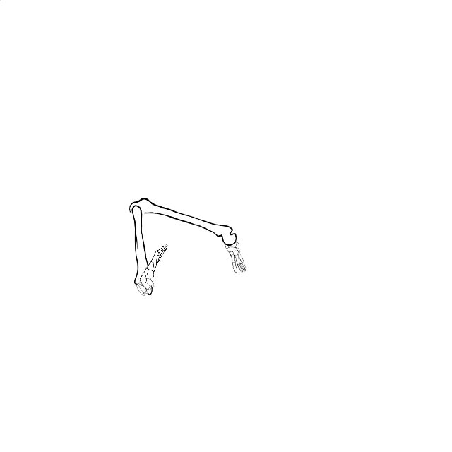 Dem bones dem bones dem – dry bones!