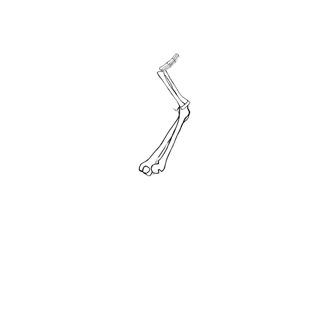 Dem bones dem bones dem – dry bones!