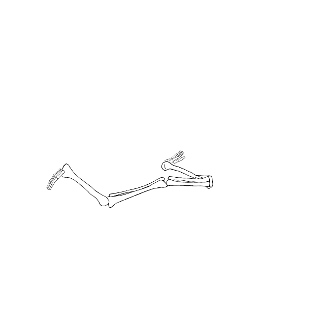 Dem bones dem bones dem – dry bones!