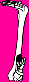 Dem bones dem bones dem – dry bones!