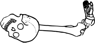 Dem bones dem bones dem – dry bones!