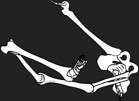 Dem bones dem bones dem – dry bones!