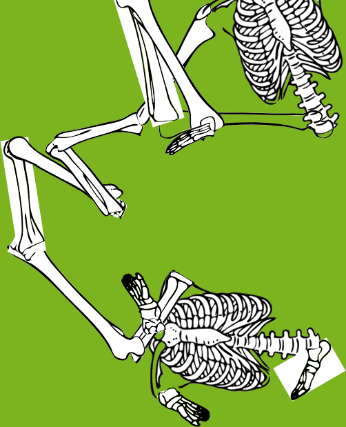 Dem bones dem bones dem – dry bones!