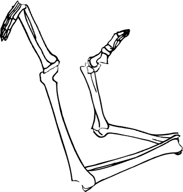 Dem bones dem bones dem – dry bones!