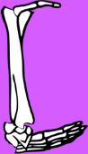 Dem bones dem bones dem – dry bones!