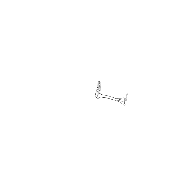 Dem bones dem bones dem – dry bones!