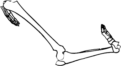 Dem bones dem bones dem – dry bones!