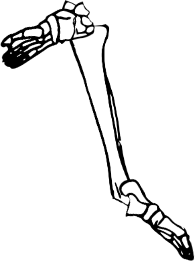 Dem bones dem bones dem – dry bones!