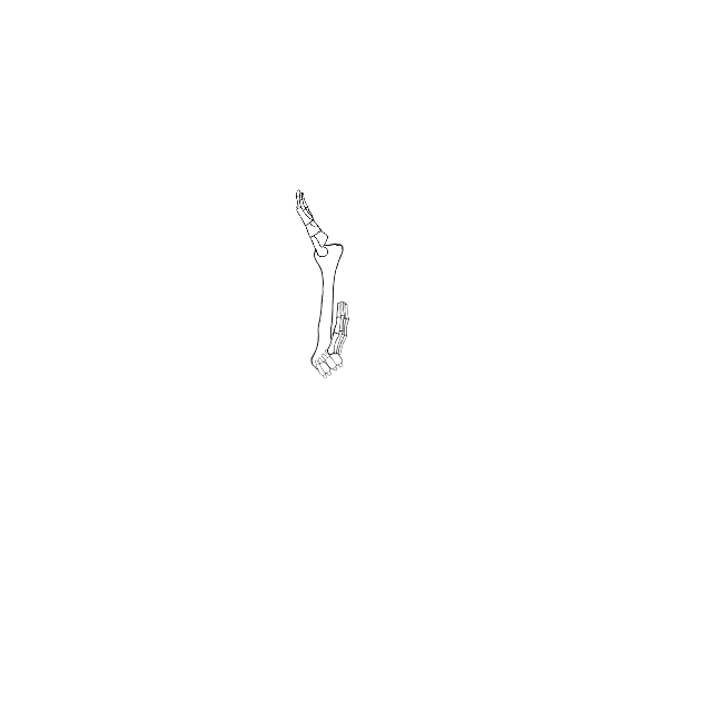Dem bones dem bones dem – dry bones!