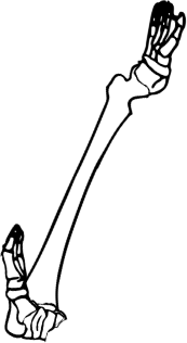 Dem bones dem bones dem – dry bones! Dem bones dem bones dem – extra bones!