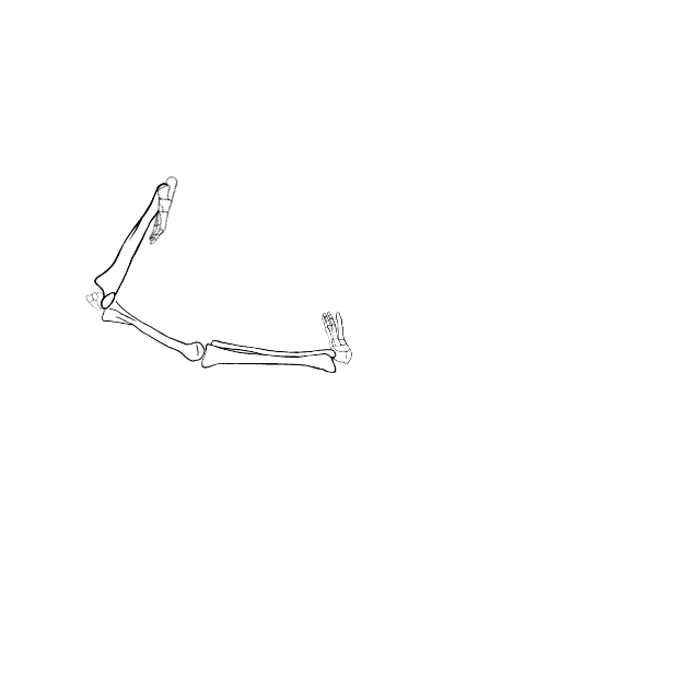 Dem bones dem bones dem – dry bones!