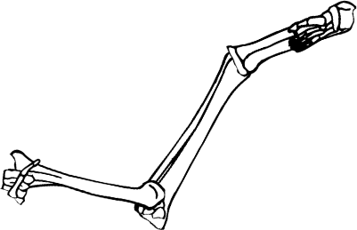 Dem bones dem bones dem – dry bones!