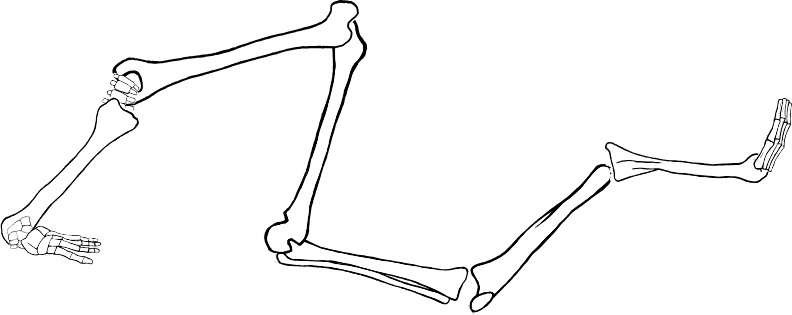 Dem bones dem bones dem – dry bones!