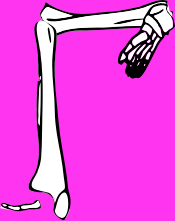 Dem bones dem bones dem – dry bones!