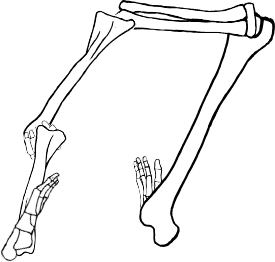 Dem bones dem bones dem – dry bones!