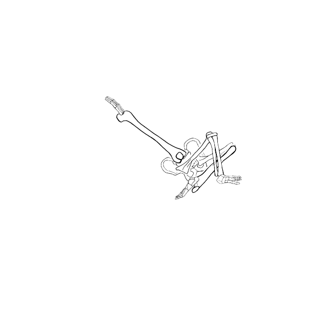 Dem bones dem bones dem – dry bones!