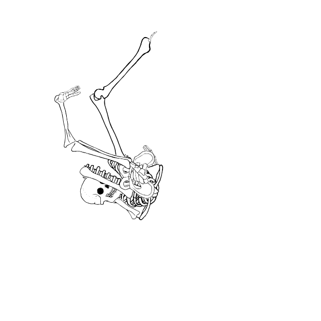 Dem bones dem bones dem – dry bones!
