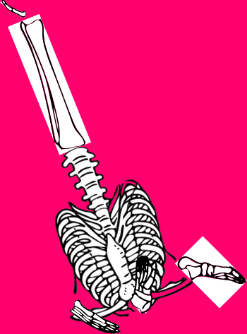 Dem bones dem bones dem – dry bones!