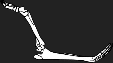 Dem bones dem bones dem – dry bones!