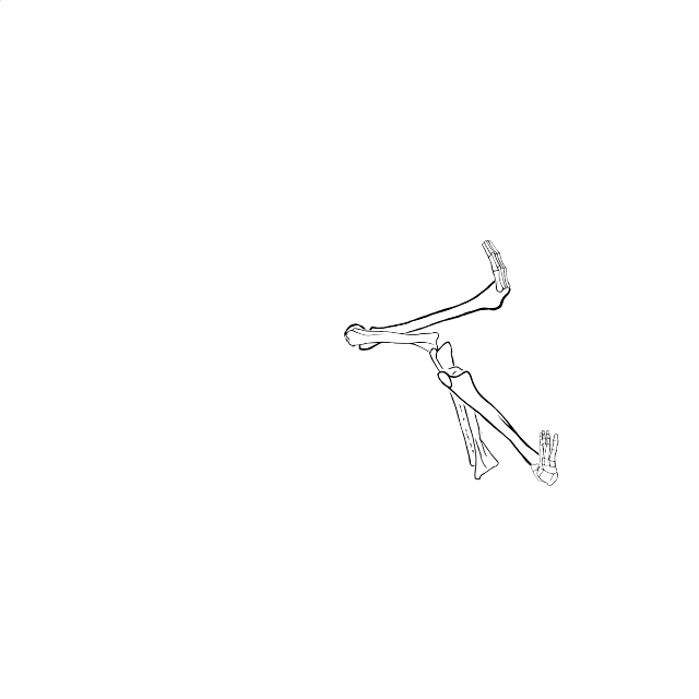 Dem bones dem bones dem – dry bones!